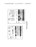 THERAPEUTIC COMPOUNDS AND METHODS diagram and image