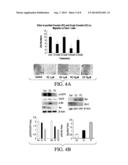 In Vivo Method for Treating, Inhibiting, and/or Prophylaxis of Cancer,     such as Pancreatic Cancer diagram and image