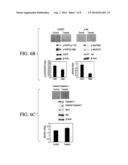 In Vivo Method for Treating, Inhibiting, and/or Prophylaxis of Cancer,     such as Pancreatic Cancer diagram and image