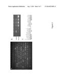 ANIMAL MODELS OF DUCHENNE MUSCULAR DYSTROPHY diagram and image