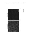 ANIMAL MODELS OF DUCHENNE MUSCULAR DYSTROPHY diagram and image