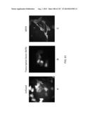 OPLOPHORUS-DERIVED LUCIFERASES, NOVEL COELENTERAZINE SUBSTRATES, AND     METHODS OF USE diagram and image