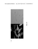 OPLOPHORUS-DERIVED LUCIFERASES, NOVEL COELENTERAZINE SUBSTRATES, AND     METHODS OF USE diagram and image