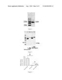 PIG MYOSTATIN GENE LOCUS AND USES THEREOF diagram and image