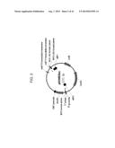 DROUGHT TOLERANT PLANTS AND RELATED CONSTRUCTS AND METHODS INVOLVING GENES     ENCODING DTP6 POLYPEPTIDES diagram and image