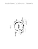 DROUGHT TOLERANT PLANTS AND RELATED CONSTRUCTS AND METHODS INVOLVING GENES     ENCODING DTP6 POLYPEPTIDES diagram and image