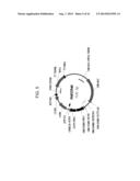 DROUGHT TOLERANT PLANTS AND RELATED CONSTRUCTS AND METHODS INVOLVING GENES     ENCODING DTP6 POLYPEPTIDES diagram and image