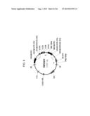 DROUGHT TOLERANT PLANTS AND RELATED CONSTRUCTS AND METHODS INVOLVING GENES     ENCODING DTP6 POLYPEPTIDES diagram and image