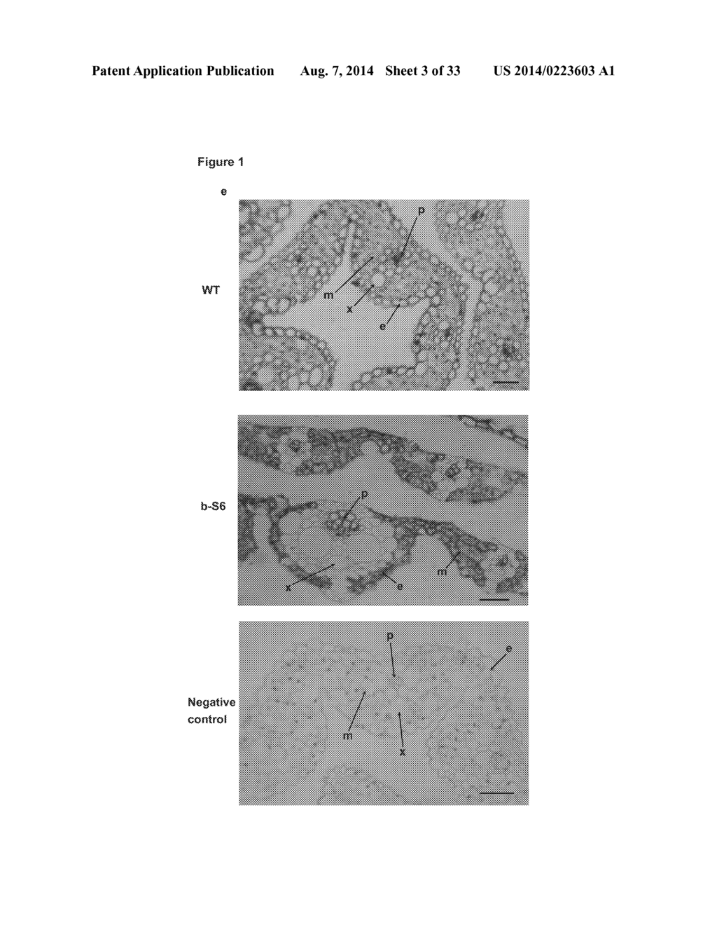 TRANGENIC PLANTS - diagram, schematic, and image 04