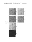 POTENTIAL MEASUREMENT DEVICE AND ATOMIC FORCE MICROSCOPE diagram and image