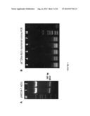 VACCINES FOR PREVENTING AND TREATING ALZHEIMER S DISEASE diagram and image