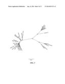 GROUP A STREPTOCOCCAL M-RELATED PROTEINS AND METHODS OF USE diagram and image