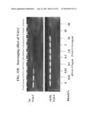 METHOD OF MAKING A FORMULATION FOR DEACTIVATING NUCLEIC ACIDS diagram and image