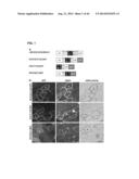 MICRODYSTROPHIN PEPTIDES AND METHODS FOR TREATING MUSCULAR DYSTROPHY USING     THE SAME diagram and image