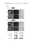 MICRODYSTROPHIN PEPTIDES AND METHODS FOR TREATING MUSCULAR DYSTROPHY USING     THE SAME diagram and image