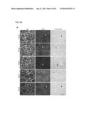 MICRODYSTROPHIN PEPTIDES AND METHODS FOR TREATING MUSCULAR DYSTROPHY USING     THE SAME diagram and image