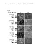 MICRODYSTROPHIN PEPTIDES AND METHODS FOR TREATING MUSCULAR DYSTROPHY USING     THE SAME diagram and image