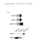 MICRODYSTROPHIN PEPTIDES AND METHODS FOR TREATING MUSCULAR DYSTROPHY USING     THE SAME diagram and image