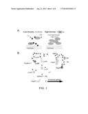 Commensal Bacteria As Signal Mediators Within A Mammalian Host diagram and image