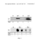 Commensal Bacteria As Signal Mediators Within A Mammalian Host diagram and image