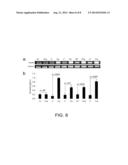 Commensal Bacteria As Signal Mediators Within A Mammalian Host diagram and image