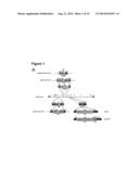 Oncolytic Viruses and Methods for Treating Neoplastic Disorders diagram and image