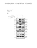 Oncolytic Viruses and Methods for Treating Neoplastic Disorders diagram and image