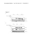 Oncolytic Viruses and Methods for Treating Neoplastic Disorders diagram and image