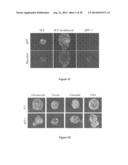 COMPOSITIONS FOR PROLIFERATION OF CELLS AND RELATED METHODS diagram and image