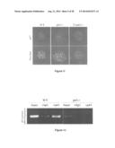 COMPOSITIONS FOR PROLIFERATION OF CELLS AND RELATED METHODS diagram and image