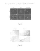 COMPOSITIONS FOR PROLIFERATION OF CELLS AND RELATED METHODS diagram and image