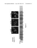 SOLUBLE POLYPEPTIDES diagram and image