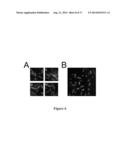 SOLUBLE POLYPEPTIDES diagram and image