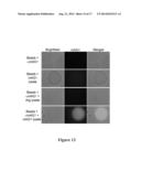 SOLUBLE POLYPEPTIDES diagram and image