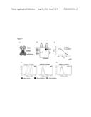 VACCIBODIES TARGETED TO CROSS-PRESENTING DENDRITIC CELLS diagram and image