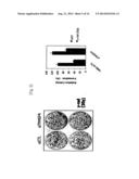 METHOD FOR DECREASING RADIORESISTANCE AND GROWTH, METASTASIS AND     INFILTRATION OF CANCER CELLS THROUGH REGULATING EXPRESSION OR ACTIVITY OF     TM4SF4 IN NON-SMALL CELL LUNG CANCER diagram and image