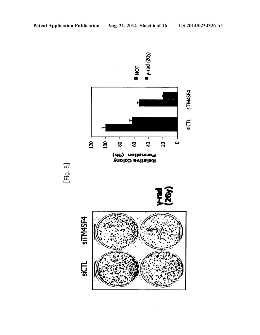 METHOD FOR DECREASING RADIORESISTANCE AND GROWTH, METASTASIS AND     INFILTRATION OF CANCER CELLS THROUGH REGULATING EXPRESSION OR ACTIVITY OF     TM4SF4 IN NON-SMALL CELL LUNG CANCER - diagram, schematic, and image 07