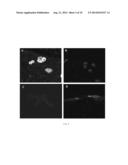 MONOCLONAL ANTIBODY AGAINST HUMAN NON-SMALL CELL LUNG CARCINOMA AND USE     THEREOF diagram and image