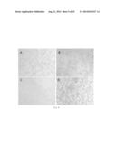 MONOCLONAL ANTIBODY AGAINST HUMAN NON-SMALL CELL LUNG CARCINOMA AND USE     THEREOF diagram and image