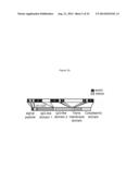 NKP46-MEDIATED NK CELL TUNING diagram and image