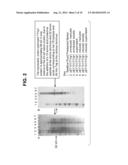 INFECTIOUS CLONES OF TORQUE TENO VIRUS diagram and image