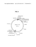 INFECTIOUS CLONES OF TORQUE TENO VIRUS diagram and image