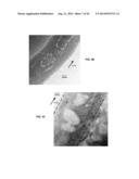 Energy Storage Devices Including Support Filaments diagram and image