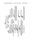 Recombinase Polymerase Amplification diagram and image