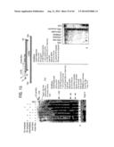 Recombinase Polymerase Amplification diagram and image