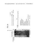 Recombinase Polymerase Amplification diagram and image