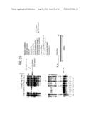 Recombinase Polymerase Amplification diagram and image