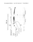 Recombinase Polymerase Amplification diagram and image