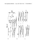 Recombinase Polymerase Amplification diagram and image