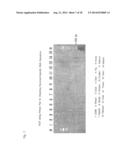 OLIGONUCLEOTIDE SEQUENCES THAT IDENTIFY SPECIES OF ANIMAL diagram and image